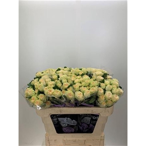 R Tr Summerrose -in box