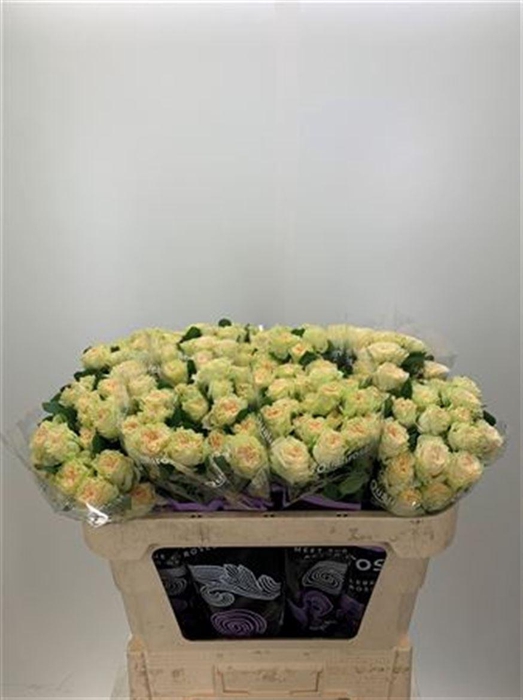 <h4>R Tr Summerrose -in box</h4>