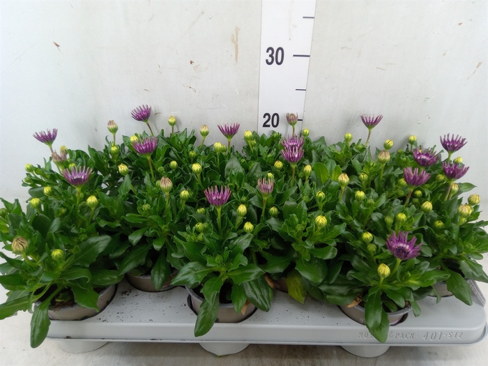 <h4>Osteospermum  'Astra Purple Spoon'</h4>