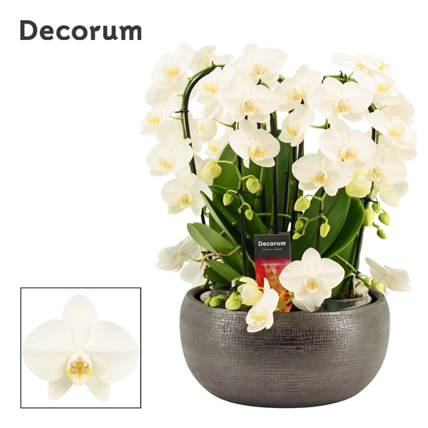 <h4>Nero twirl 9 tak symphony white (Deco-collection)</h4>