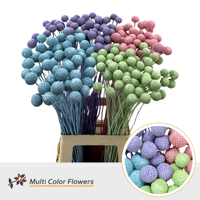 <h4>Craspedia Pastel Mix</h4>