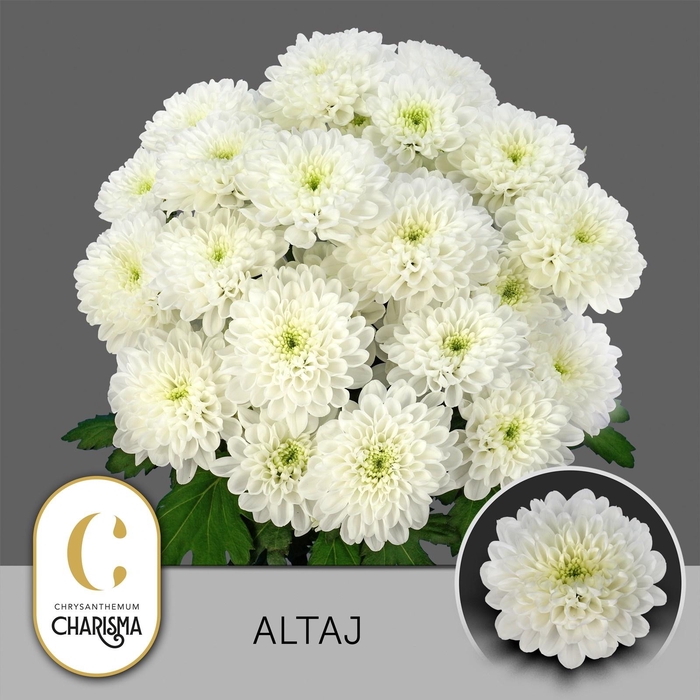 <h4>CHR T ALTAJ</h4>