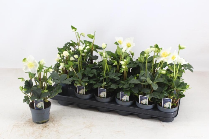 <h4>HELL NI CHR CAROL</h4>