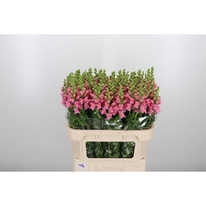Antirrhinum Po Pink