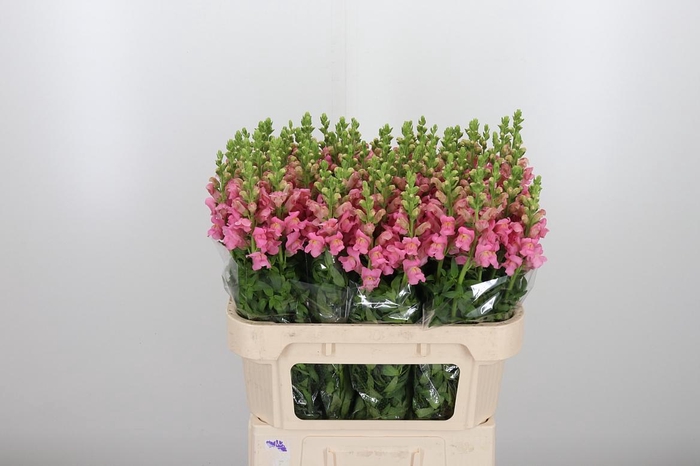 <h4>Antirrhinum Po Pink</h4>