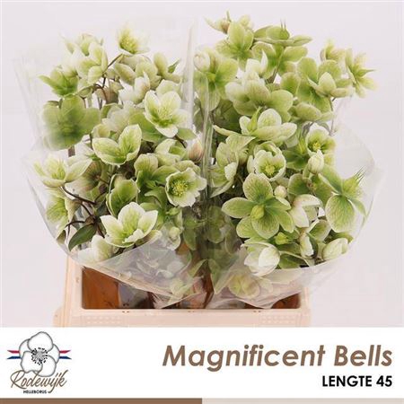 <h4>Hell Magnific Bells</h4>