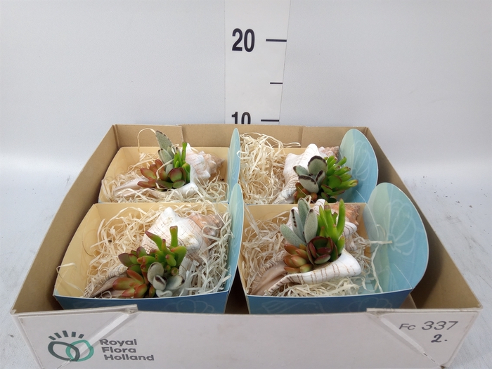 <h4>Planten  ..in schelp L%</h4>