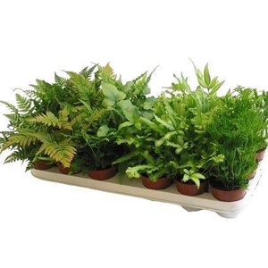 Pteris Gemengd (Varens Gemengd)