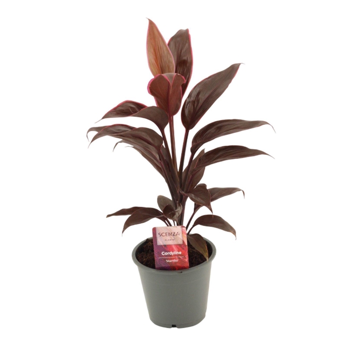 <h4>Cordyline Mambo 12 cm</h4>