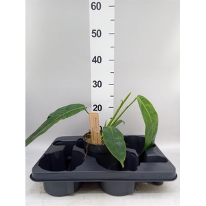 Philodendron   ...