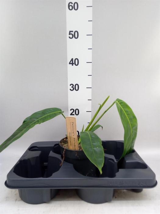 <h4>Philodendron   ...</h4>