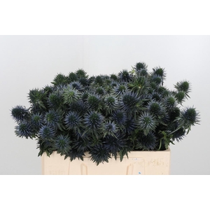 Eryn Scorpiu Questar