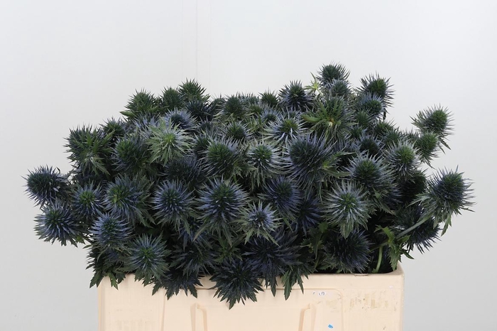 <h4>Eryn Scorpiu Questar</h4>