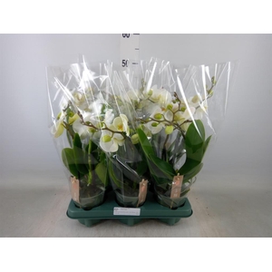 Phalaenopsis  'Spirit White'