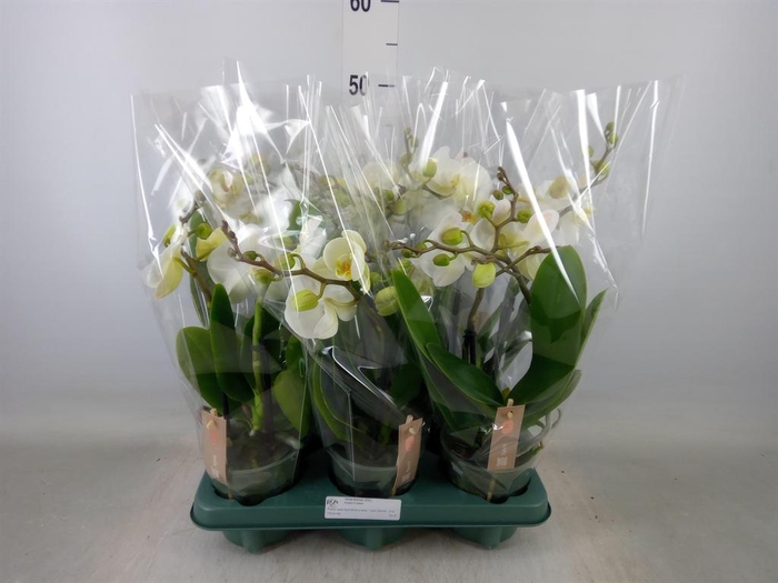 <h4>Phalaenopsis  'Spirit White'</h4>