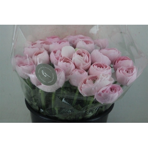 Ran Cloni Sup Lady Hanoi Pink