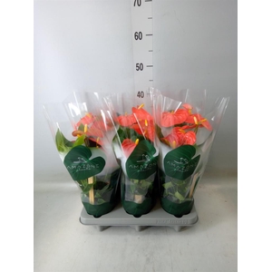 Anthurium andr. 'Solara'