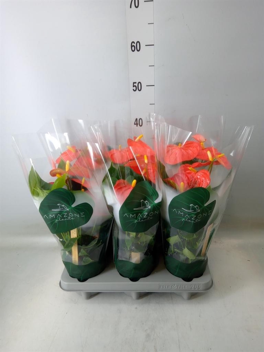 <h4>Anthurium andr. 'Solara'</h4>