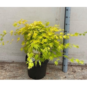 ACER SH JORDAN