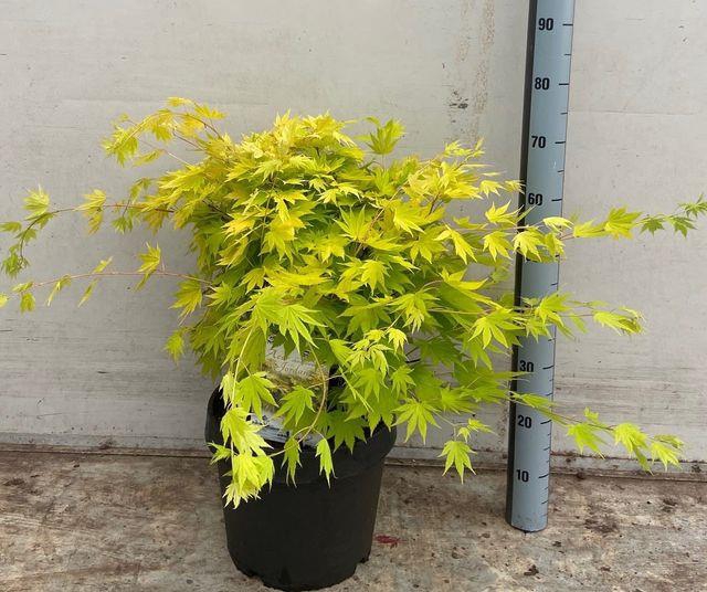 ACER SH JORDAN