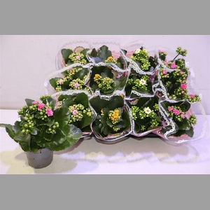 Kal Ge Gem Tweekl Bl