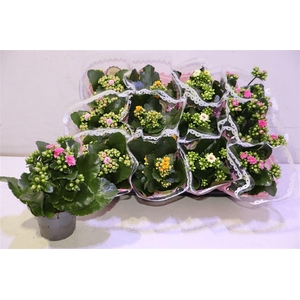 arr8 Kal Ge Gem Tweekl Bl