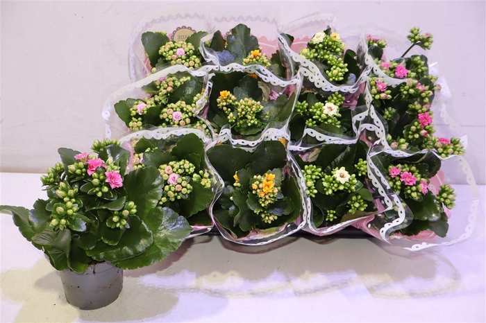 <h4>Kal Ge Gem Tweekl Bl</h4>