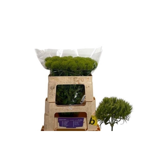 Di Barbatus Green Trick Flower van Paas