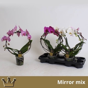 PHAL EL CASCADE