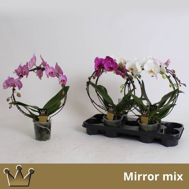 <h4>PHAL EL CASCADE</h4>