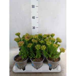 Crassula coccinea