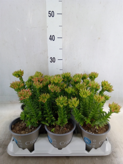 <h4>Crassula coccinea</h4>