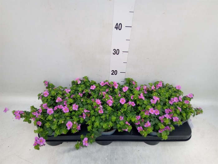 <h4>Sutera   ...</h4>