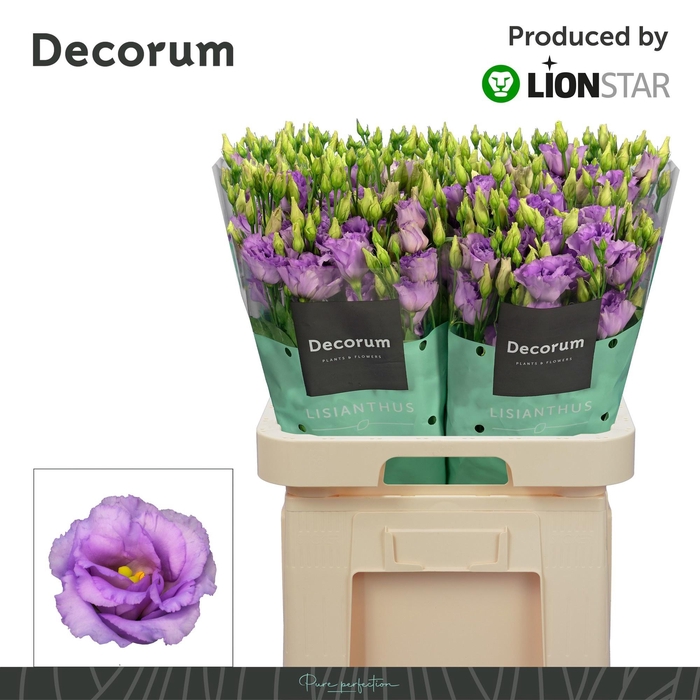 <h4>EUS G CORELLI LAVEND</h4>