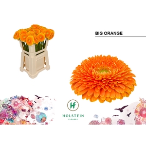 GE GB Gerponi Big Orange emmer x40