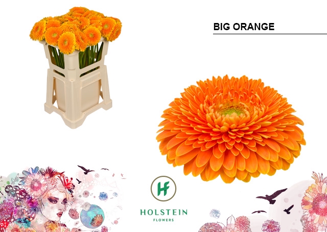 <h4>GE GB Gerponi Big Orange emmer x40</h4>