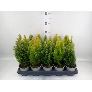Conifers   ...mix