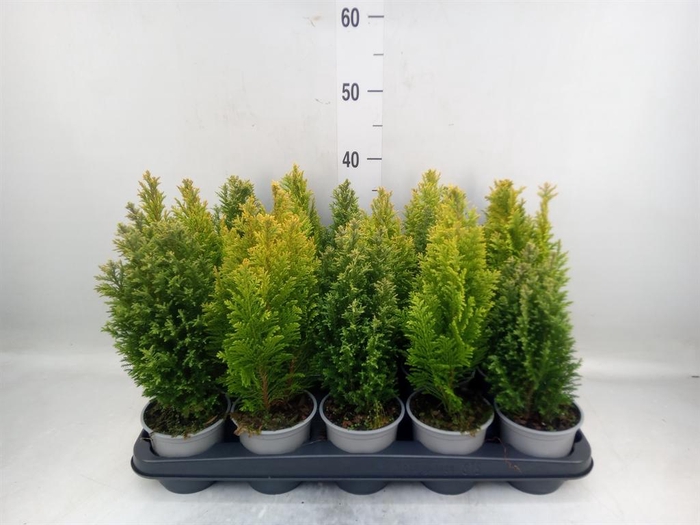 <h4>Conifers   ...mix</h4>
