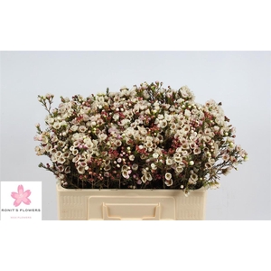 Chame Moonlight Delight