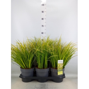 Acorus gramineus 'Ogon'