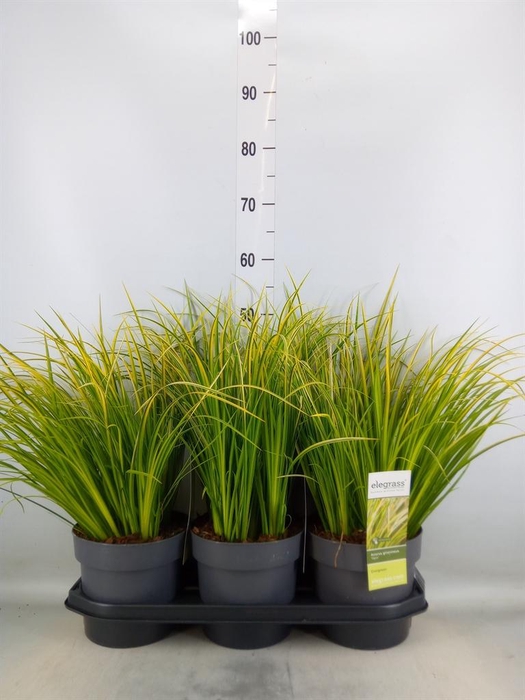 <h4>Acorus gramineus 'Ogon'</h4>