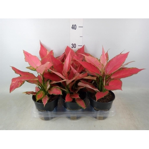 Aglaonema  'Cherry Baby'