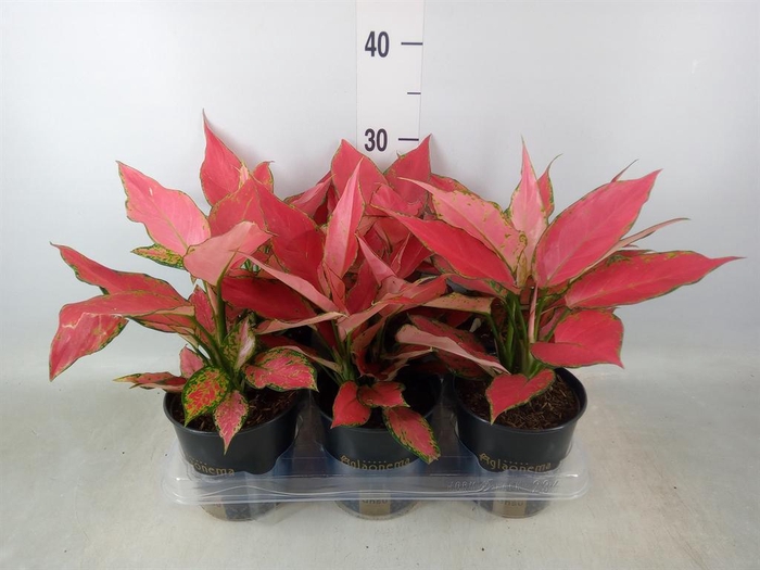<h4>Aglaonema  'Cherry Baby'</h4>