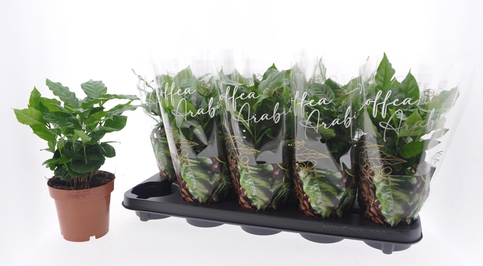 <h4>COFFEA ARABICA</h4>