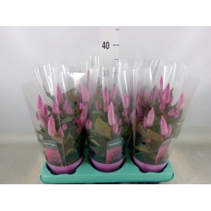 Celosia spic. 'Merida Pink'