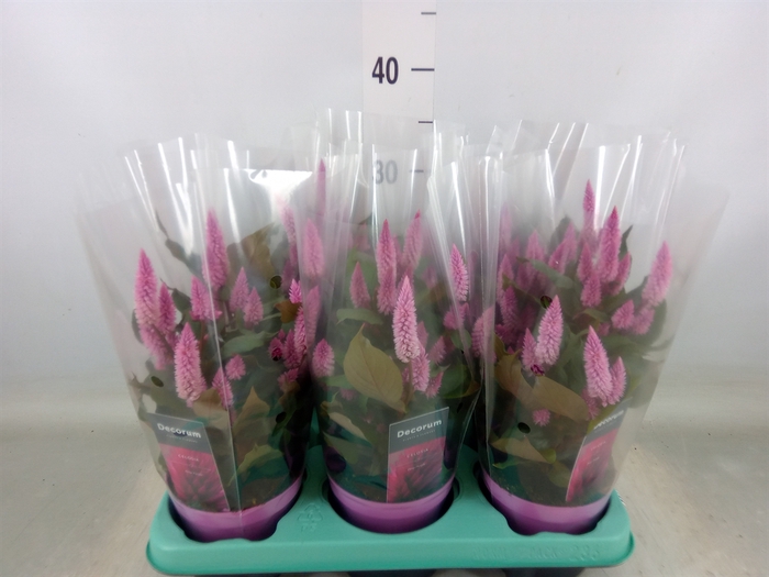 <h4>Celosia spic. 'Merida Pink'</h4>