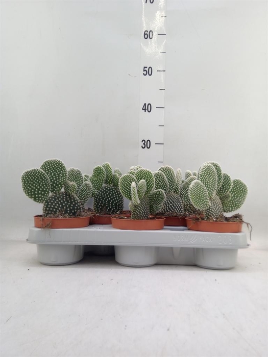 <h4>Opuntia microdasys 'Albispina'</h4>