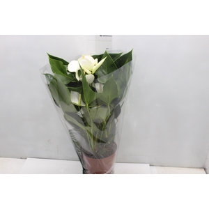 ANTHURIUM WHITE WINNER P17