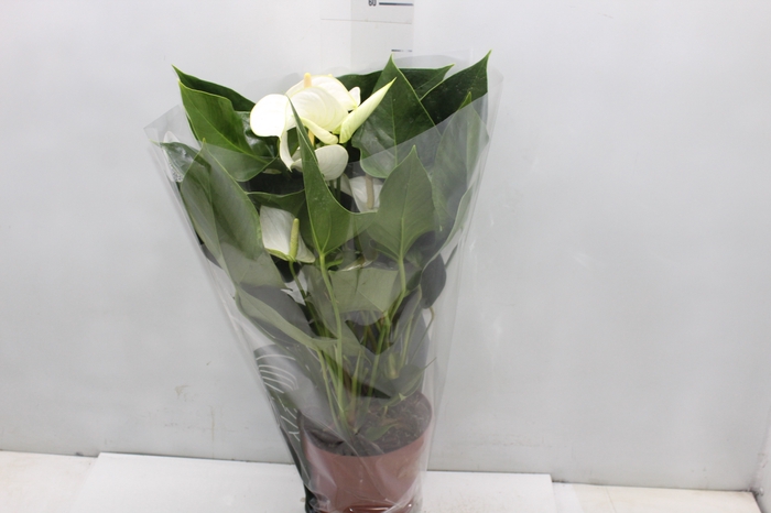 <h4>ANTHURIUM WHITE WINNER P17</h4>