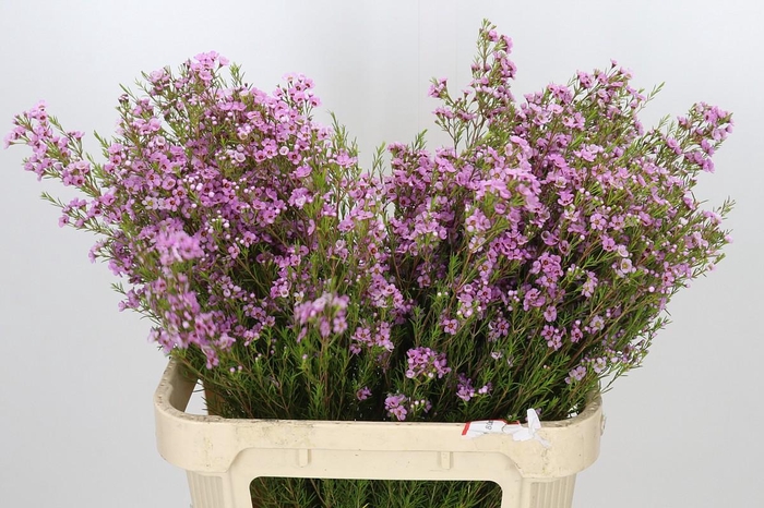 <h4>Chamelaucium Kerryn</h4>